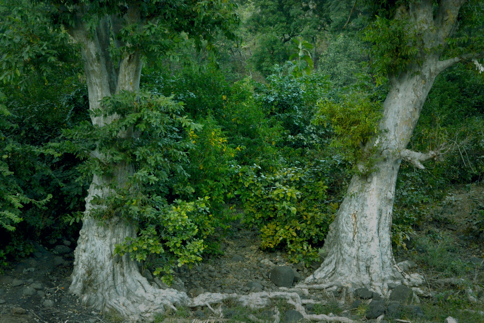 Nikon D5200 sample photo. Scenic, view, of, waterfall photography