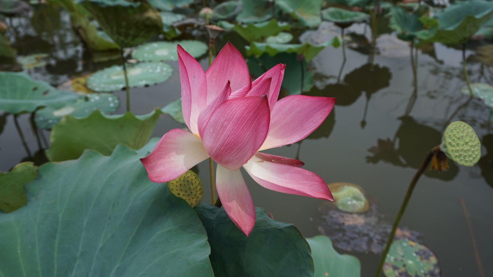 Sony a6000 sample photo. Lotus, lotus pond, flower photography