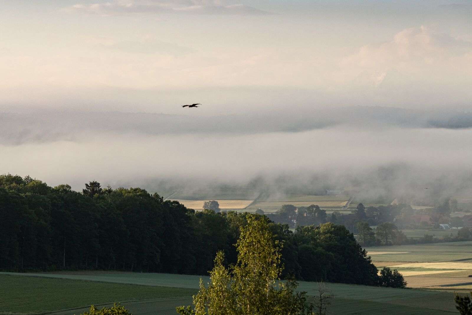 Canon EOS 6D Mark II sample photo. Fog, light, landscape photography
