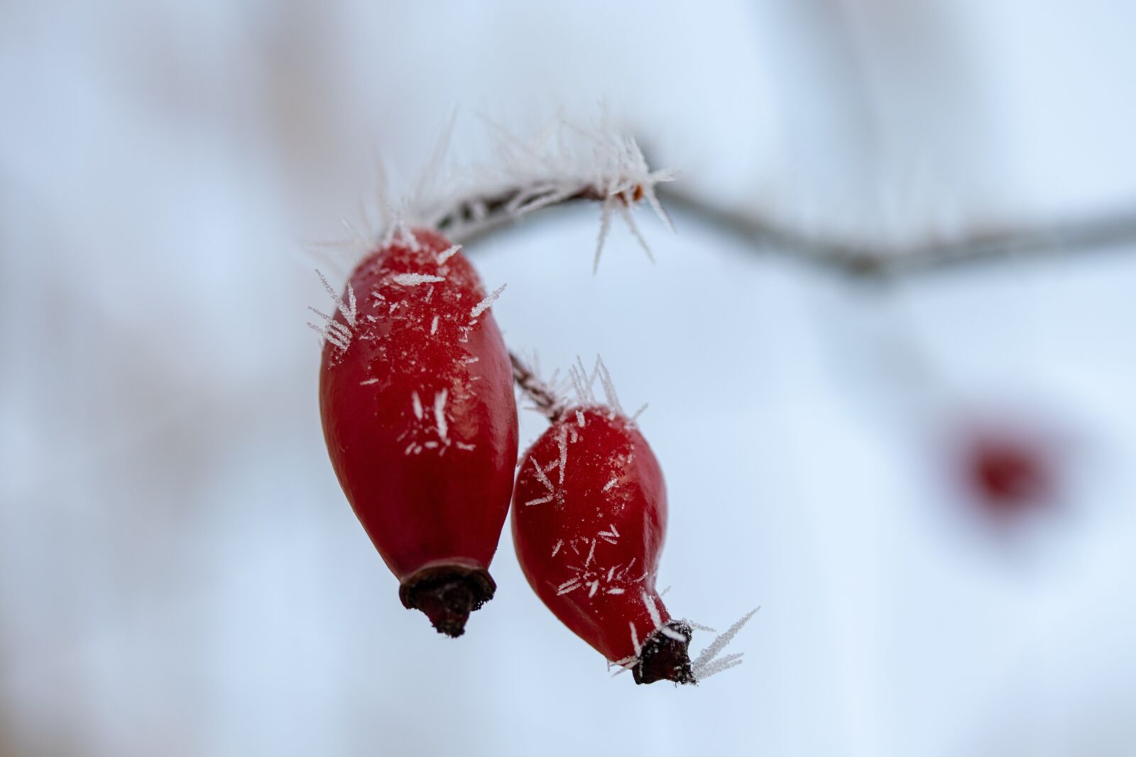 Canon EF-S 60mm F2.8 Macro USM sample photo. Rose hip, eiskristalle, frost photography