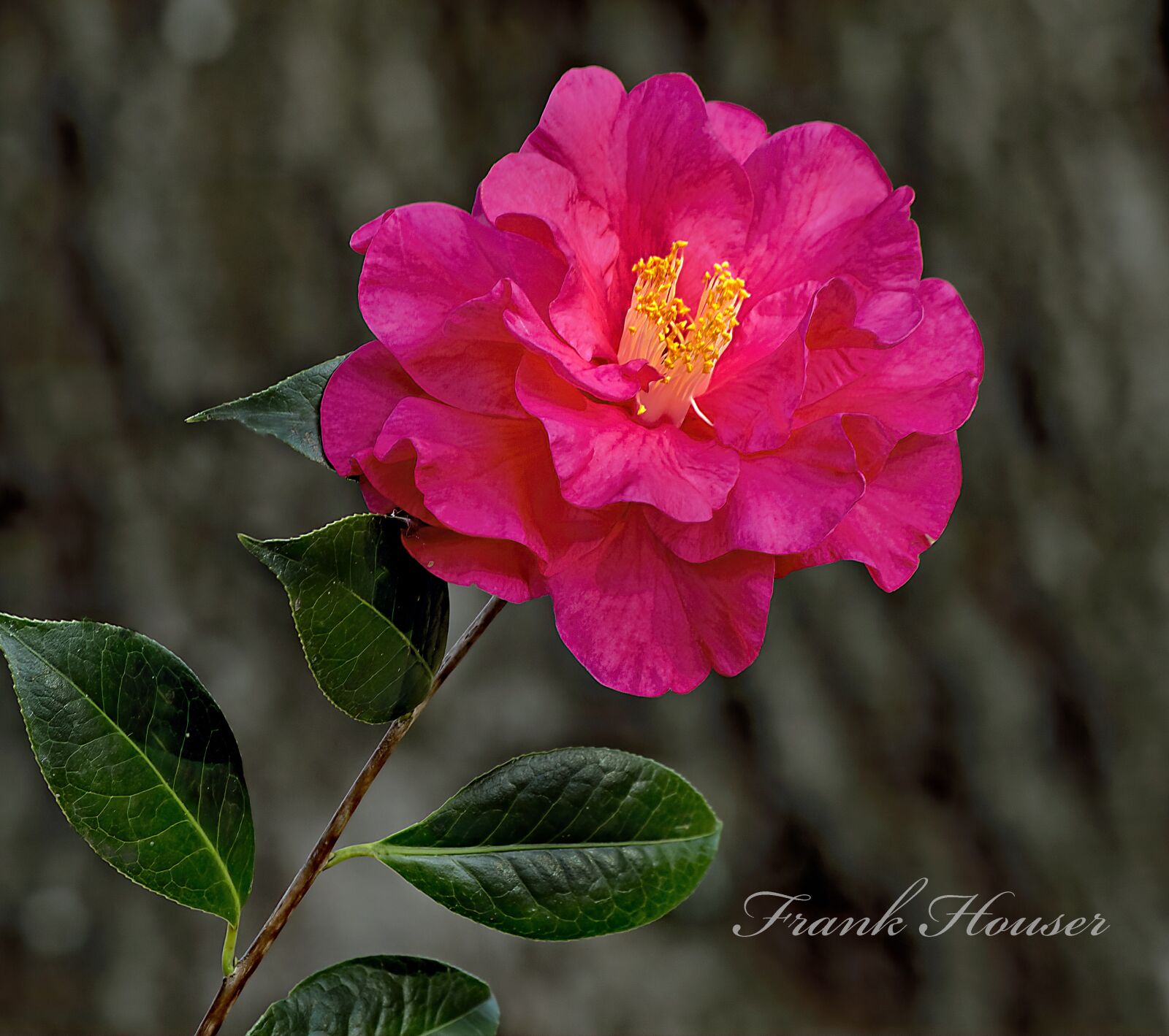 smc PENTAX-DA L 50-200mm F4-5.6 ED sample photo. Camellia, flowers, bloom photography