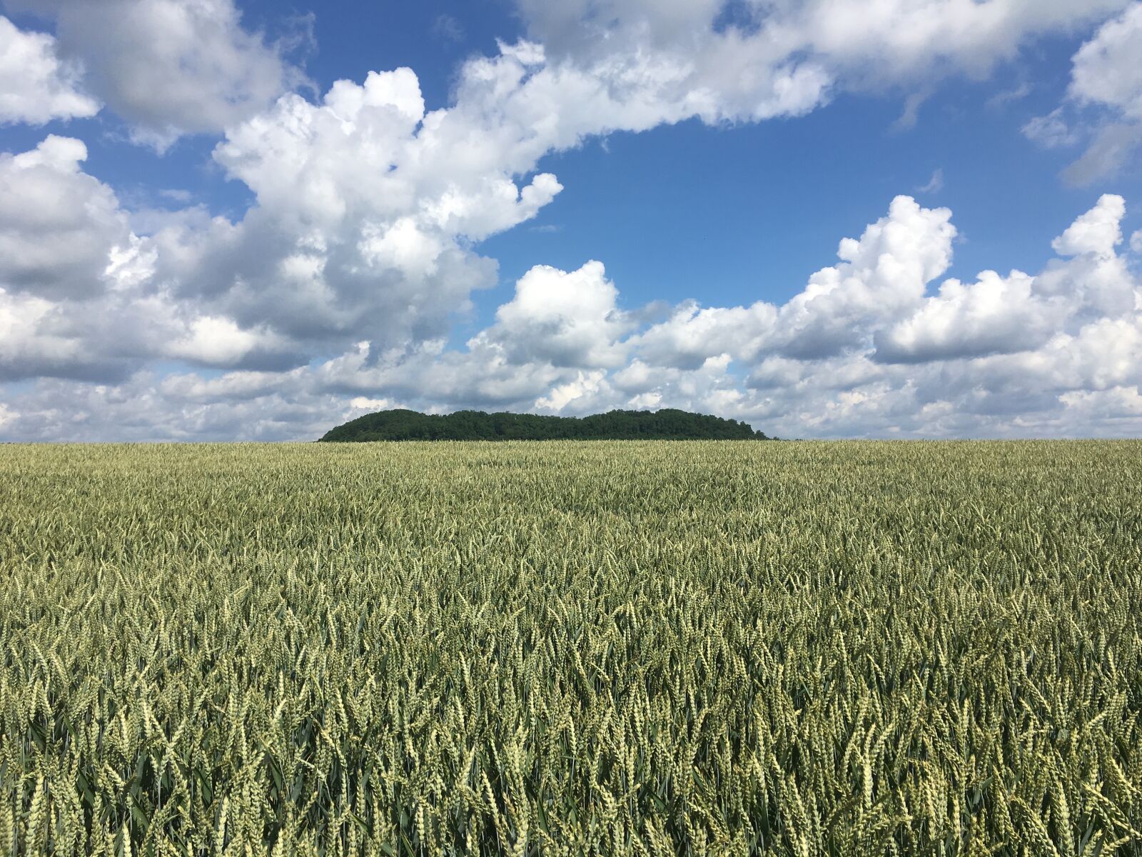 iPhone SE back camera 4.15mm f/2.2 sample photo. Field, fields, sky photography