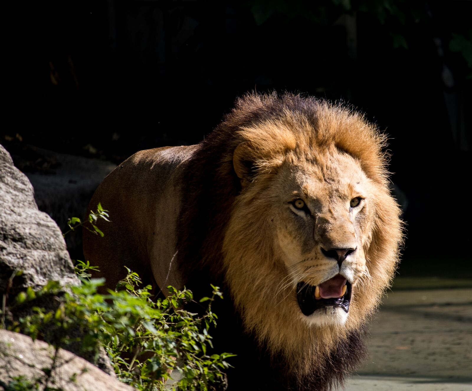 Canon EF-S 55-250mm F4-5.6 IS STM sample photo. Lion, predator, male photography