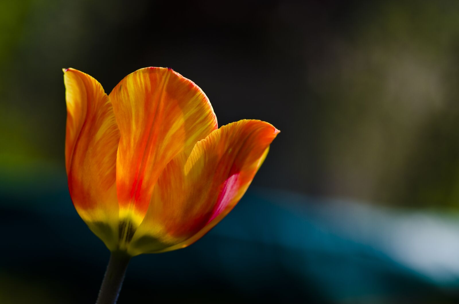 Pentax K-30 sample photo. Tulip, spring, orange photography