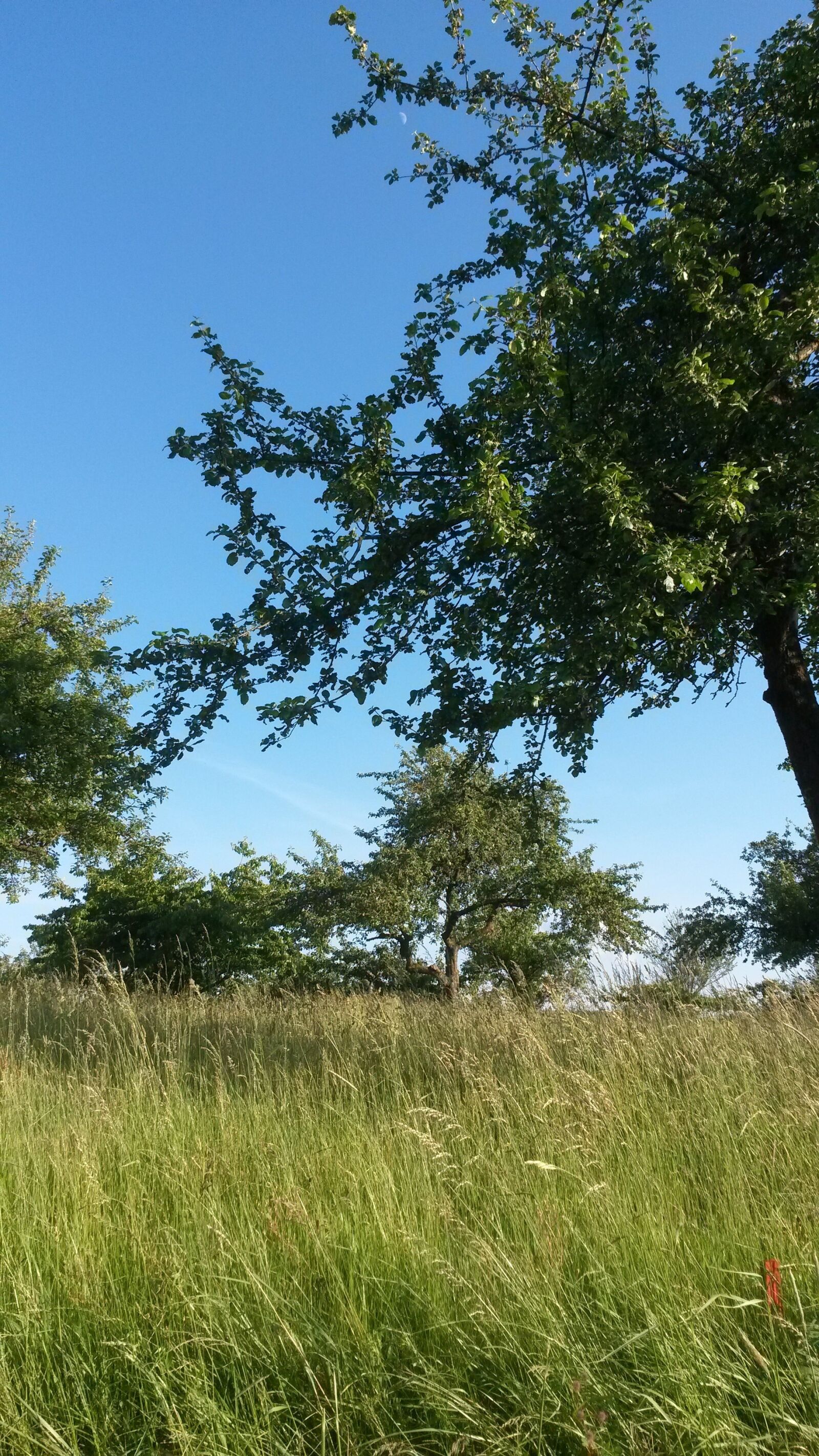 Samsung Galaxy S4 Mini sample photo. Meadow, tree, sky photography