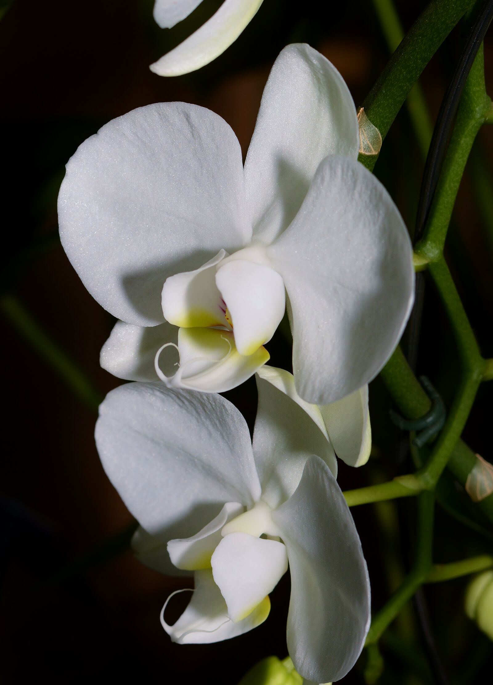 Nikon D5200 sample photo. Orchid, tropics, blossom photography