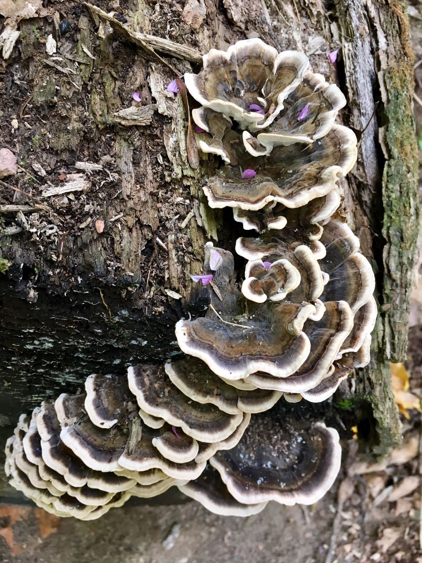 Apple iPhone 6s sample photo. Fungus, mushroom, wood photography