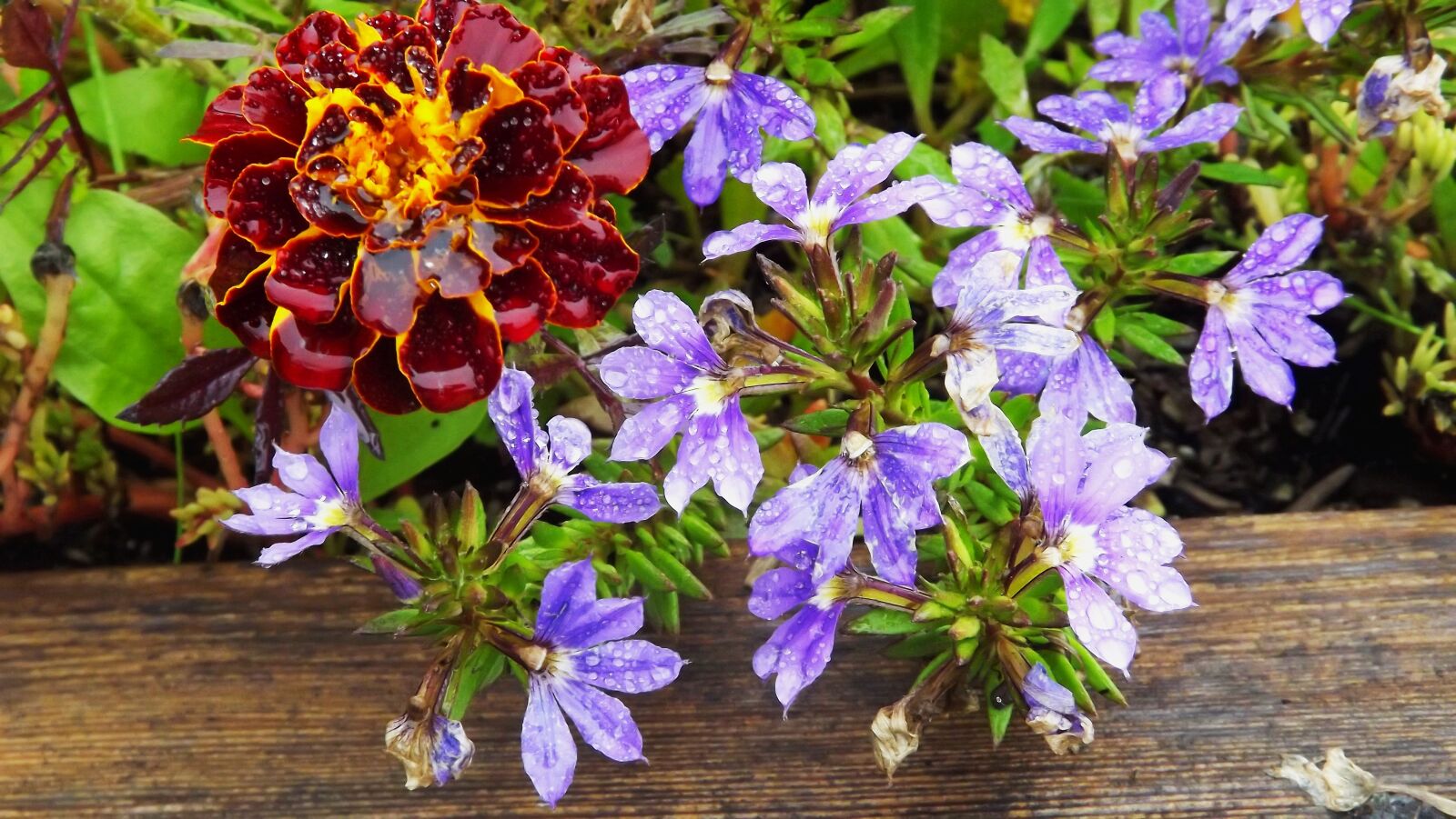Fujifilm FinePix S3400 sample photo. Flowers, marigold, garden photography