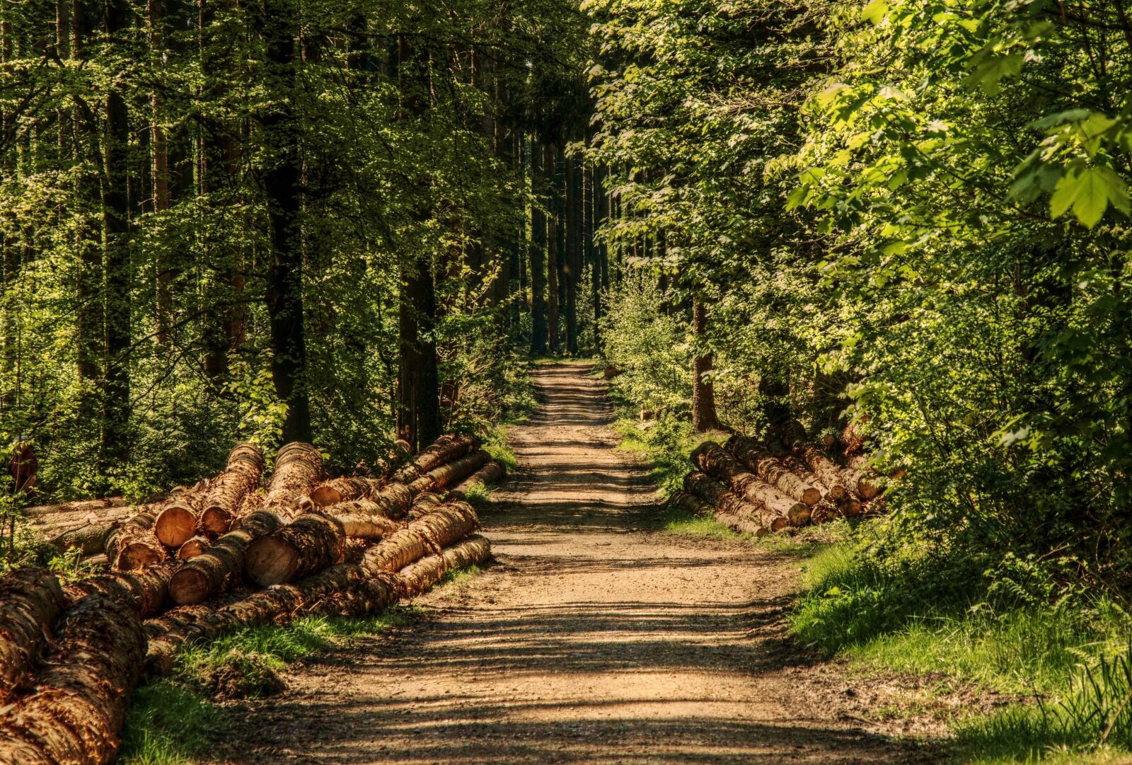 Canon EOS 100D (EOS Rebel SL1 / EOS Kiss X7) sample photo. Forest road, nature, wood photography