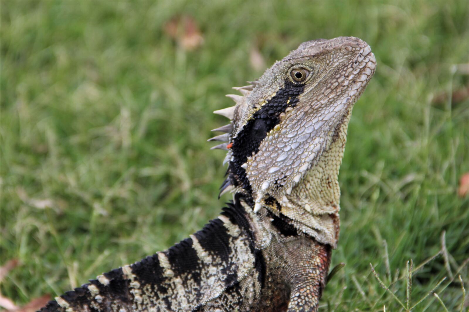 Canon EOS 60D sample photo. Australian, water, dragon photography