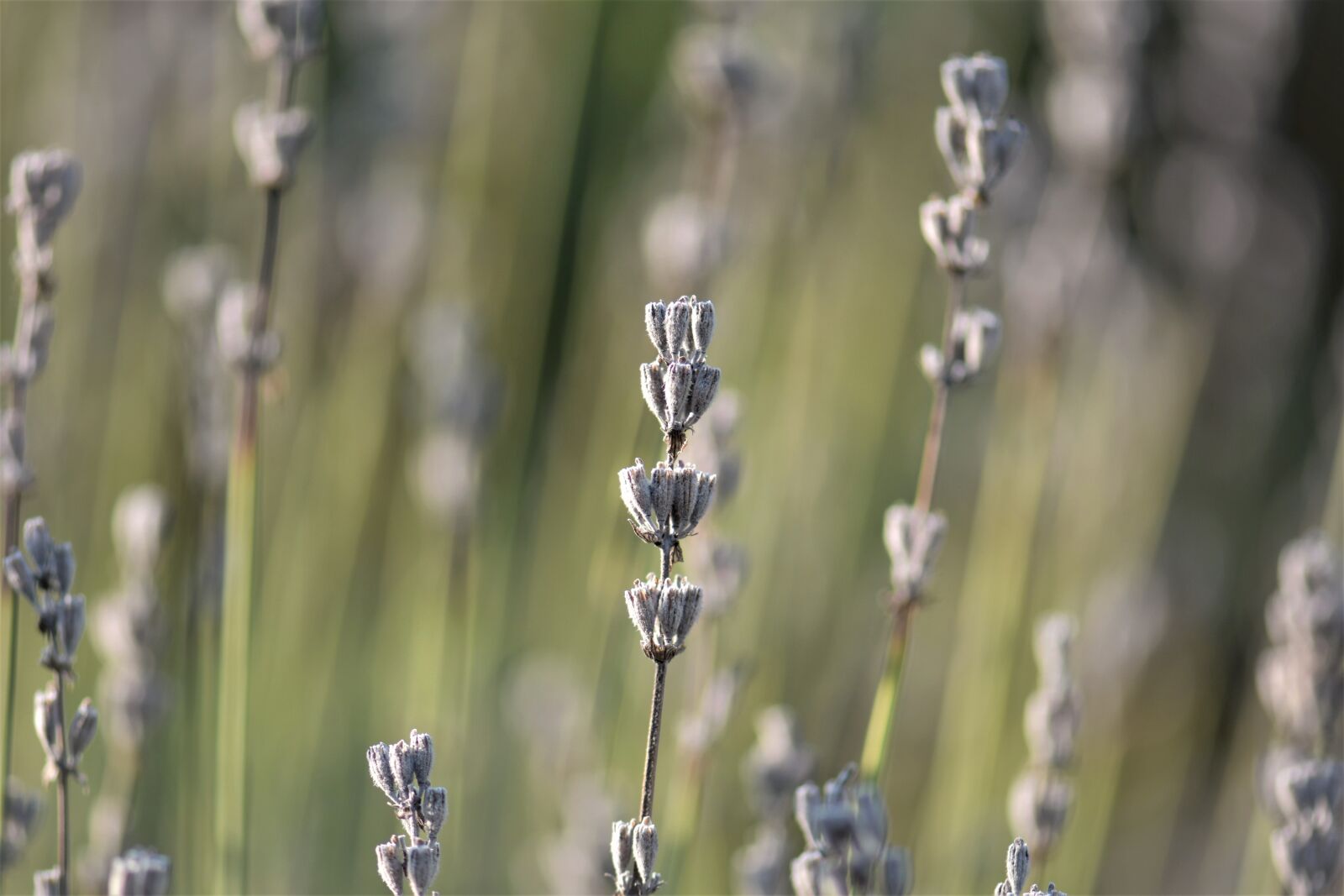 Nikon D5500 sample photo. Lavender, faded, nature photography