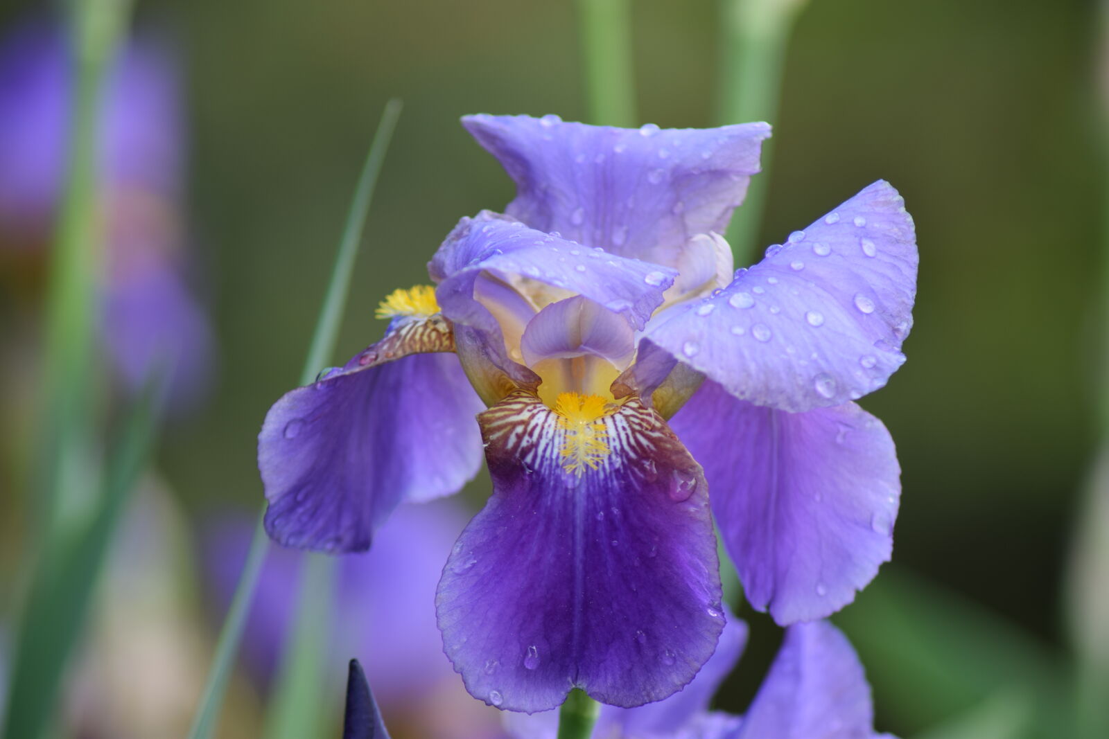 Nikon D5300 sample photo. Flower, orchid photography
