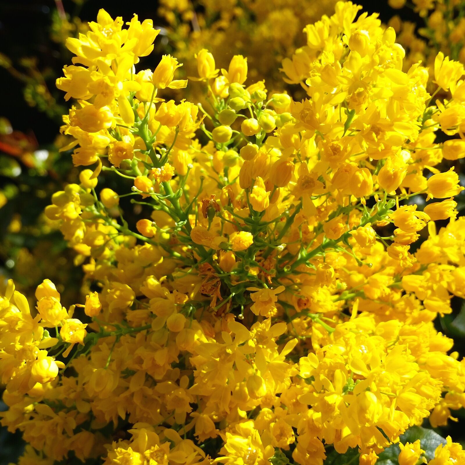 Samsung Galaxy S5 sample photo. Forsythia, flowers, bushes photography
