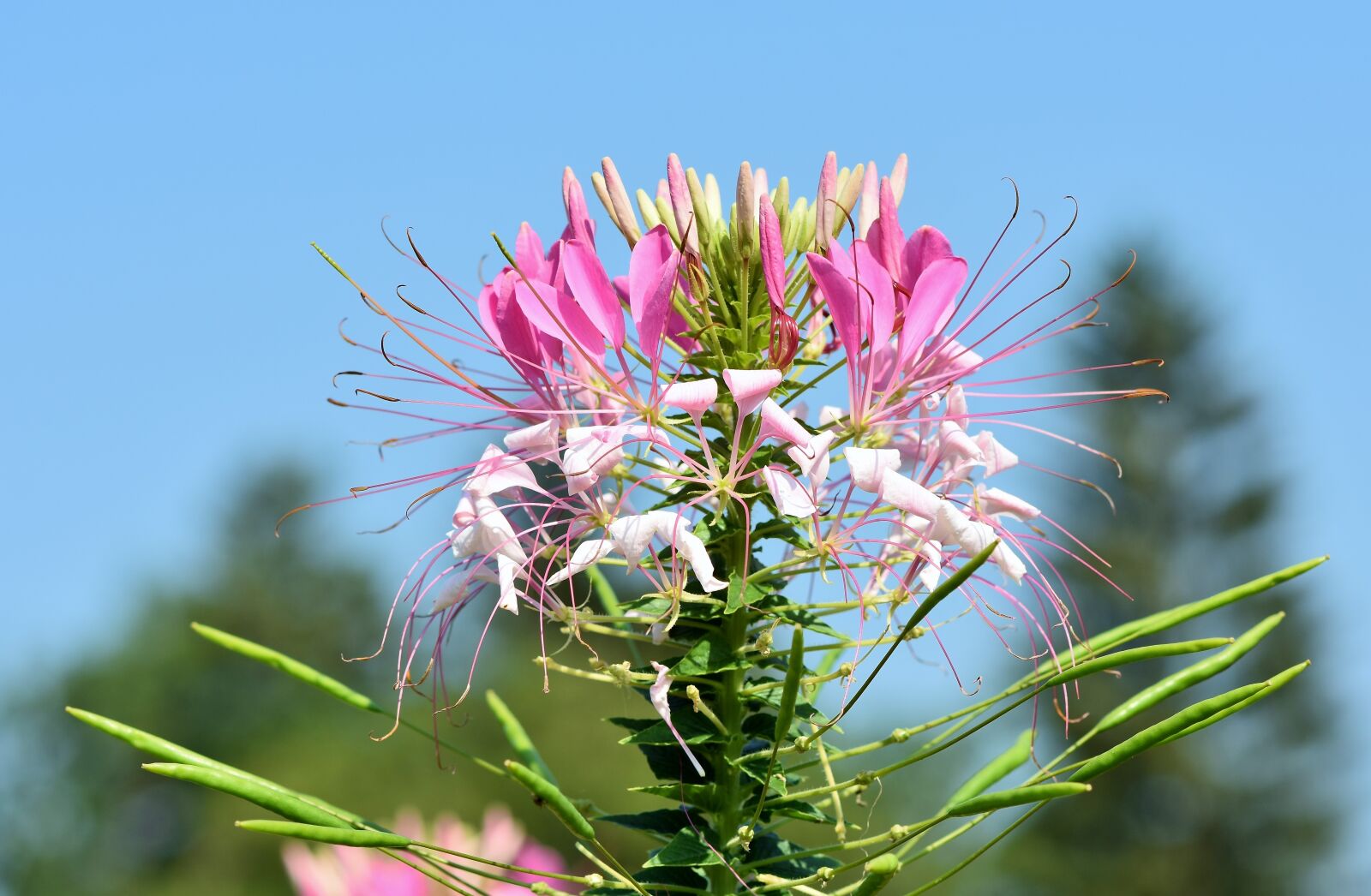 Nikon D7200 sample photo. Spider flower, flower, spider photography