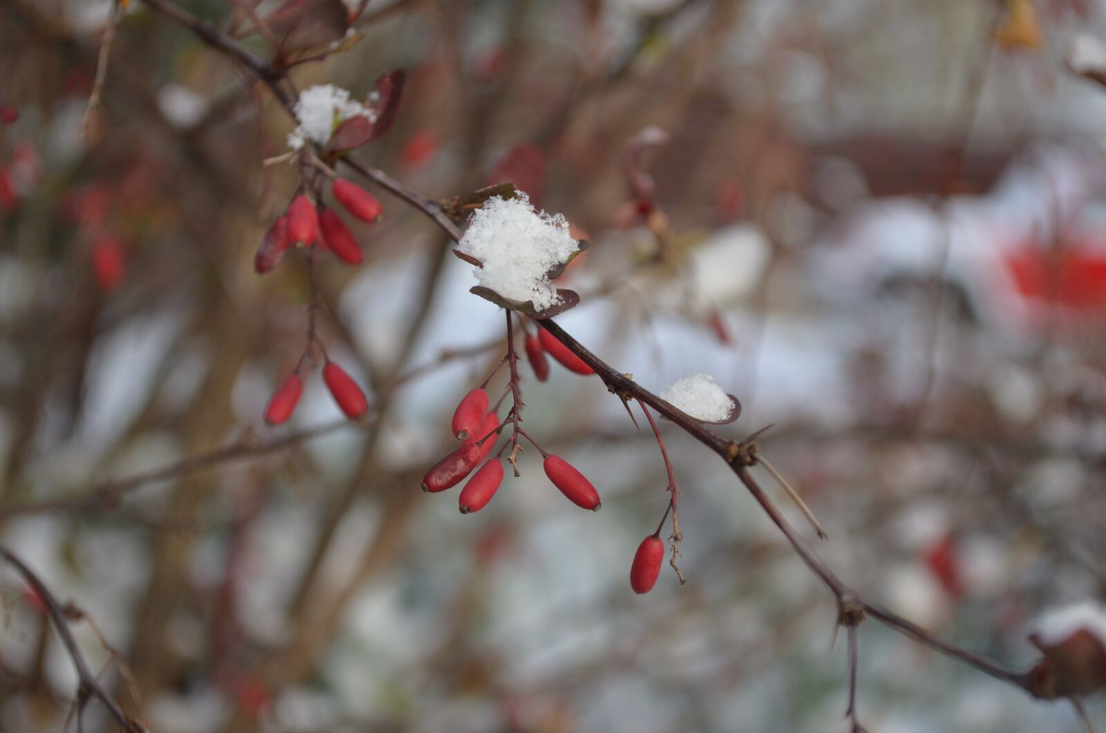 Nikon D5100 sample photo. Barberry, red, berry photography