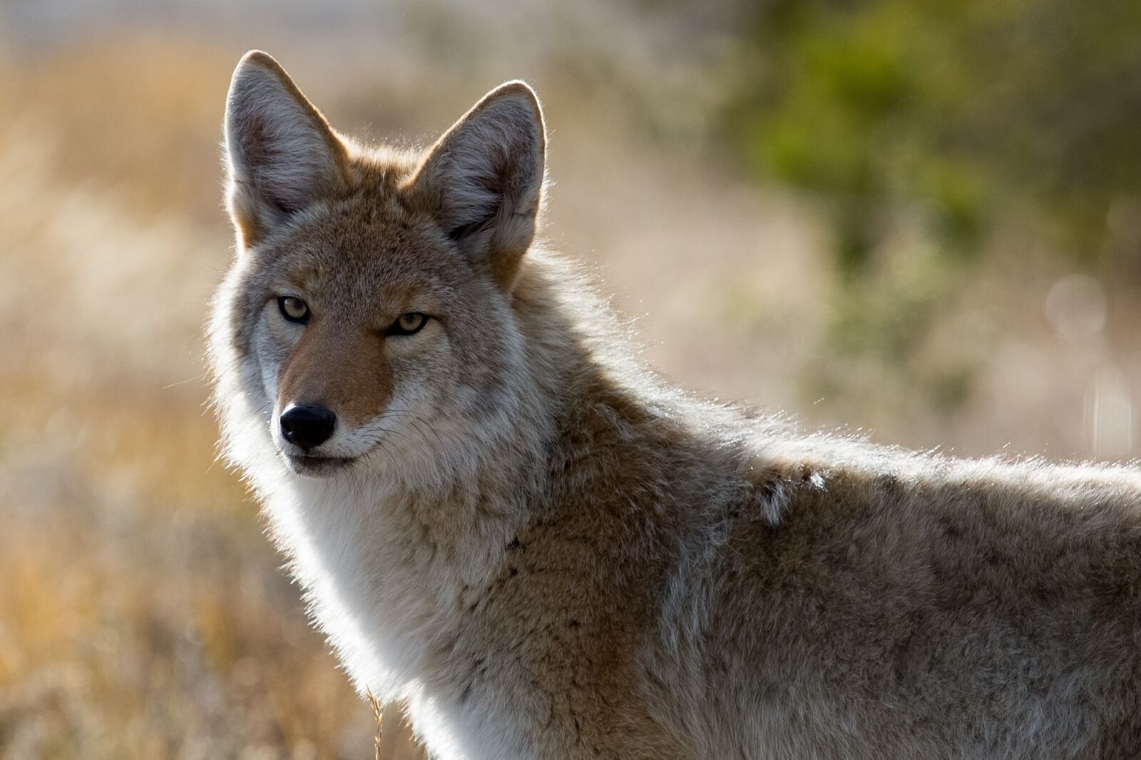 Canon EF 100-400mm F4.5-5.6L IS USM sample photo. Coyote, wildlife, nature photography