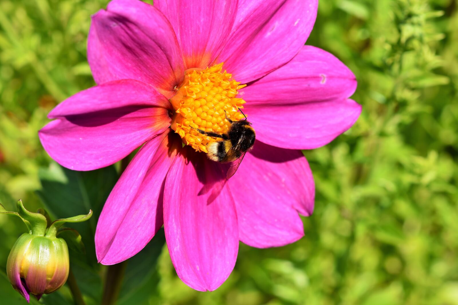 Nikon D7200 sample photo. Dahlia, blossom, bloom photography