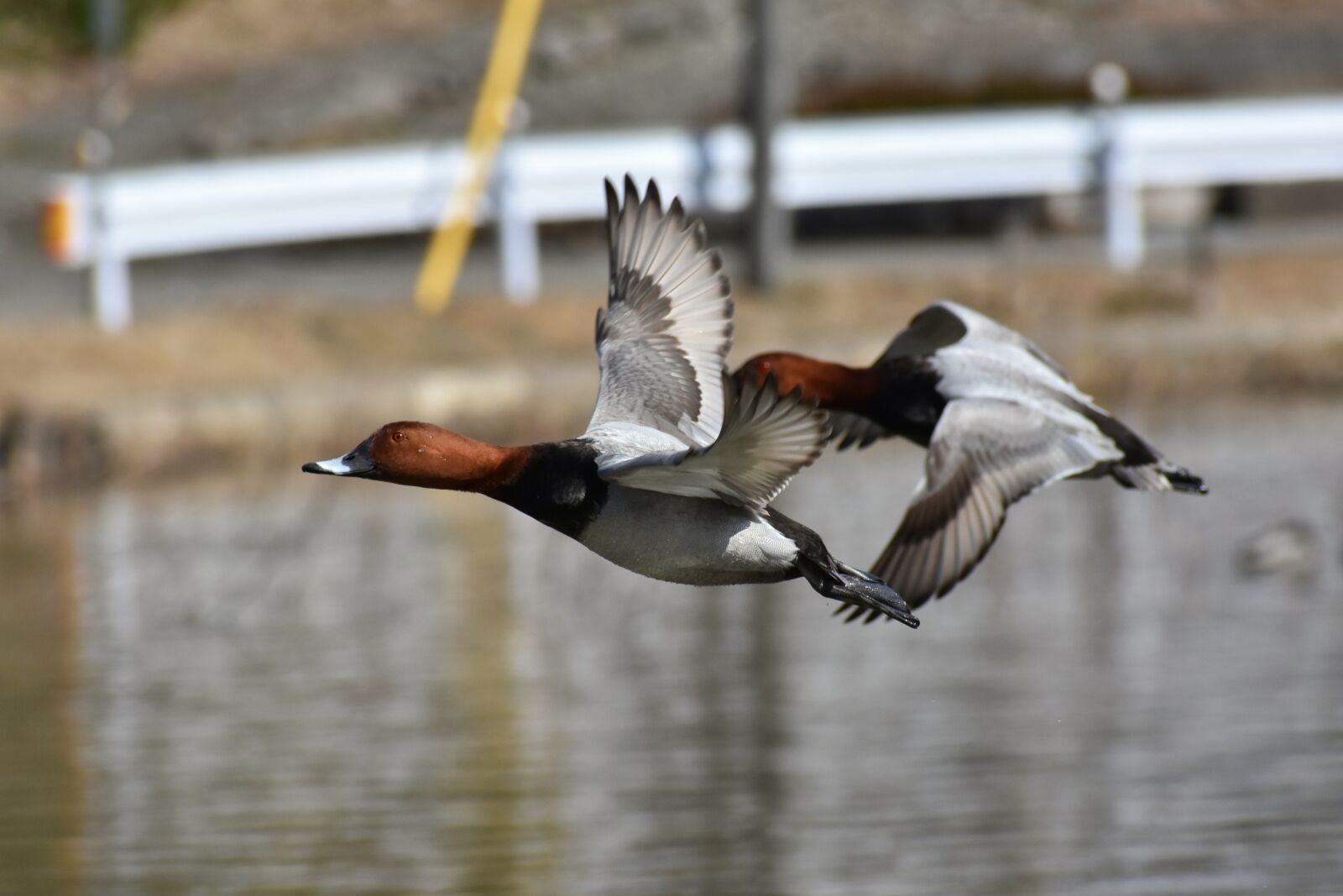 Nikon D7200 sample photo. Animal, lake, waterside photography
