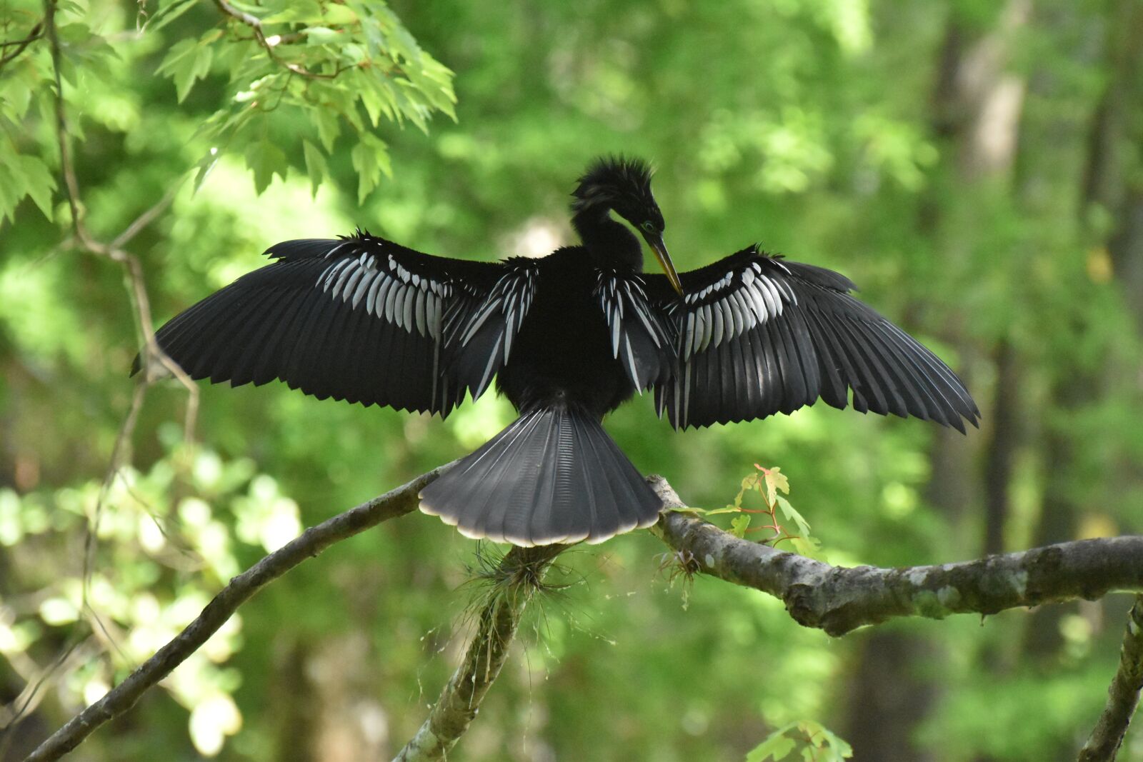 Nikon D5500 sample photo. Bird, sun, nature photography