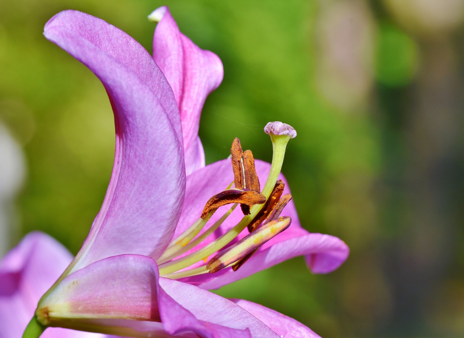 Nikon D7200 sample photo. Lily, blossom, bloom photography