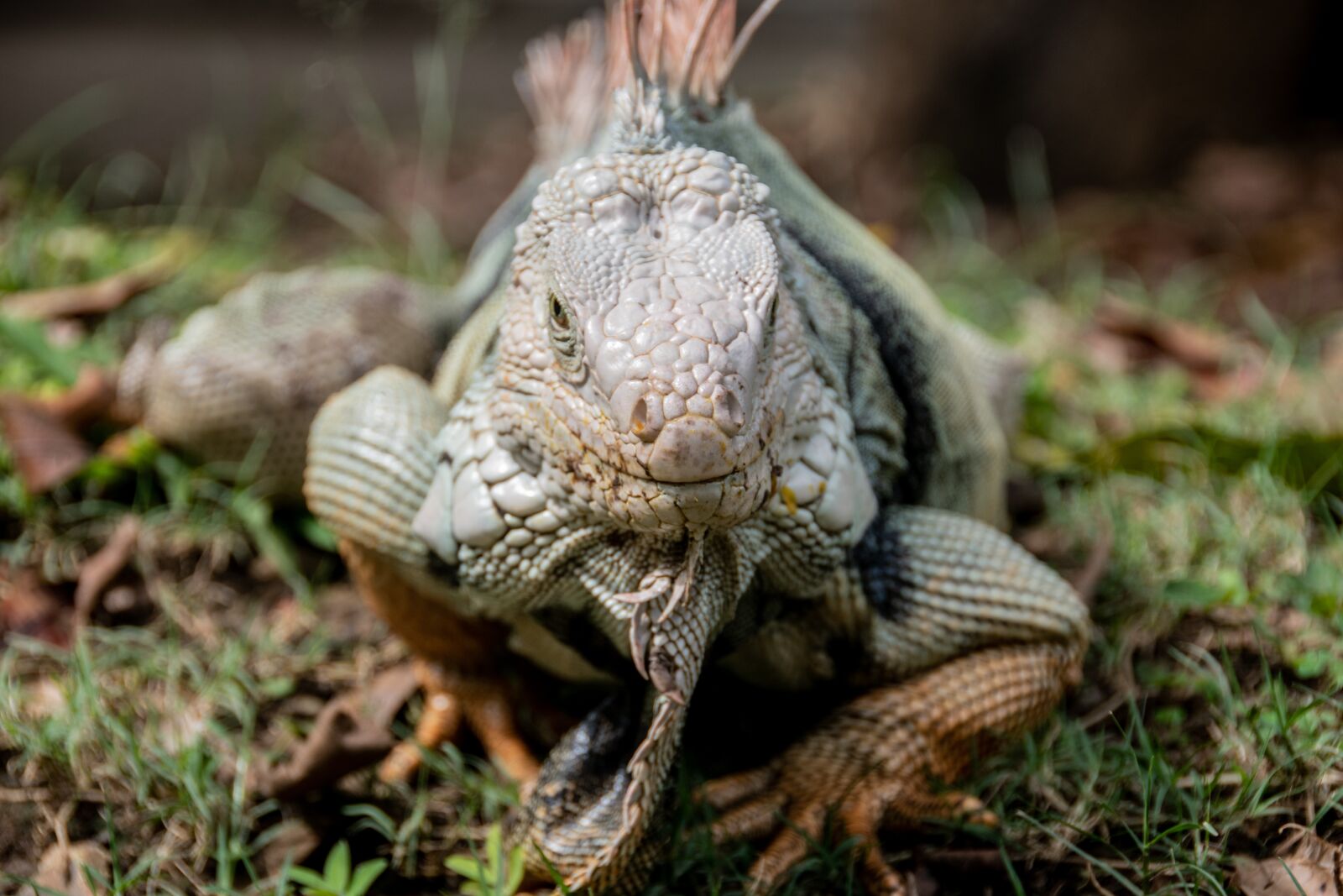 Nikon D5600 sample photo. Iguana, lizard, reptile photography