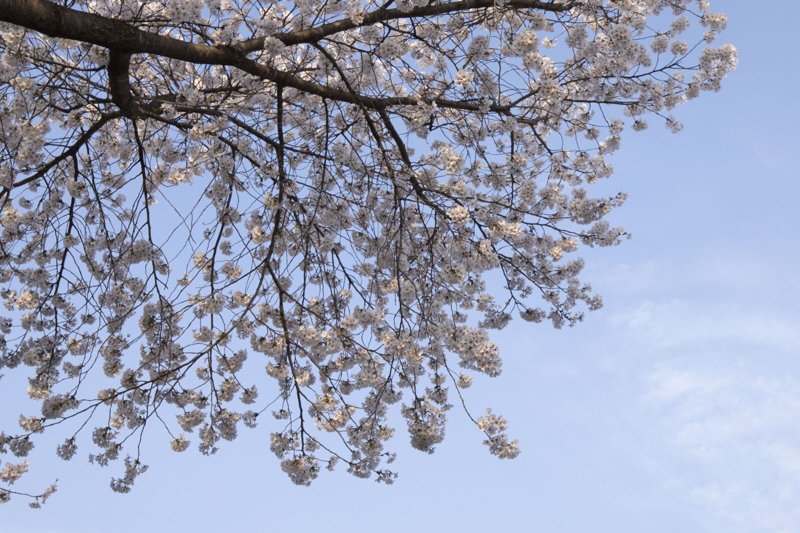 Tamron 17-35mm F2.8-4 Di OSD sample photo. Cherry flowers, spring, landscape photography