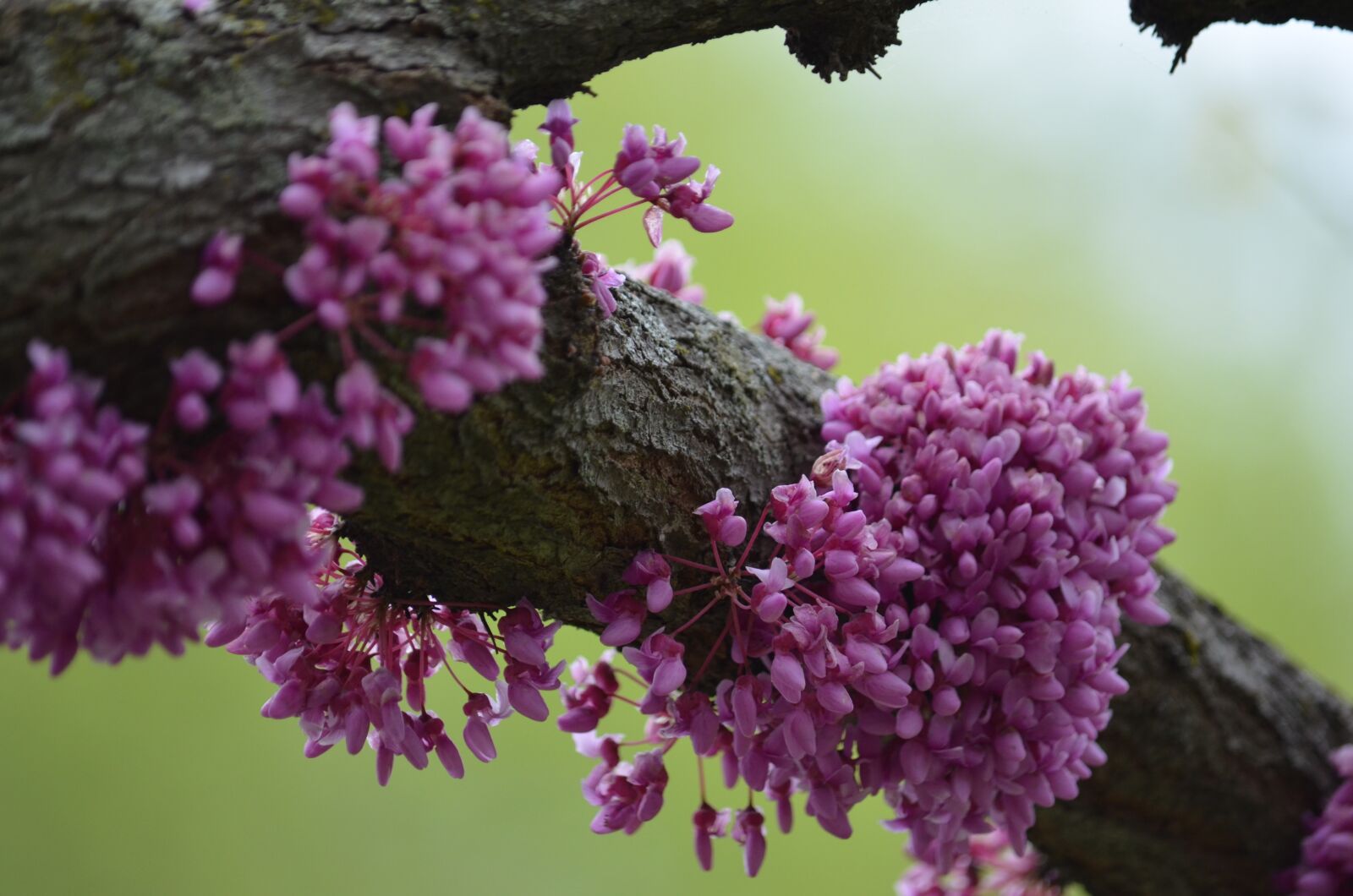 Nikon D5100 sample photo. Red bud tree, red photography