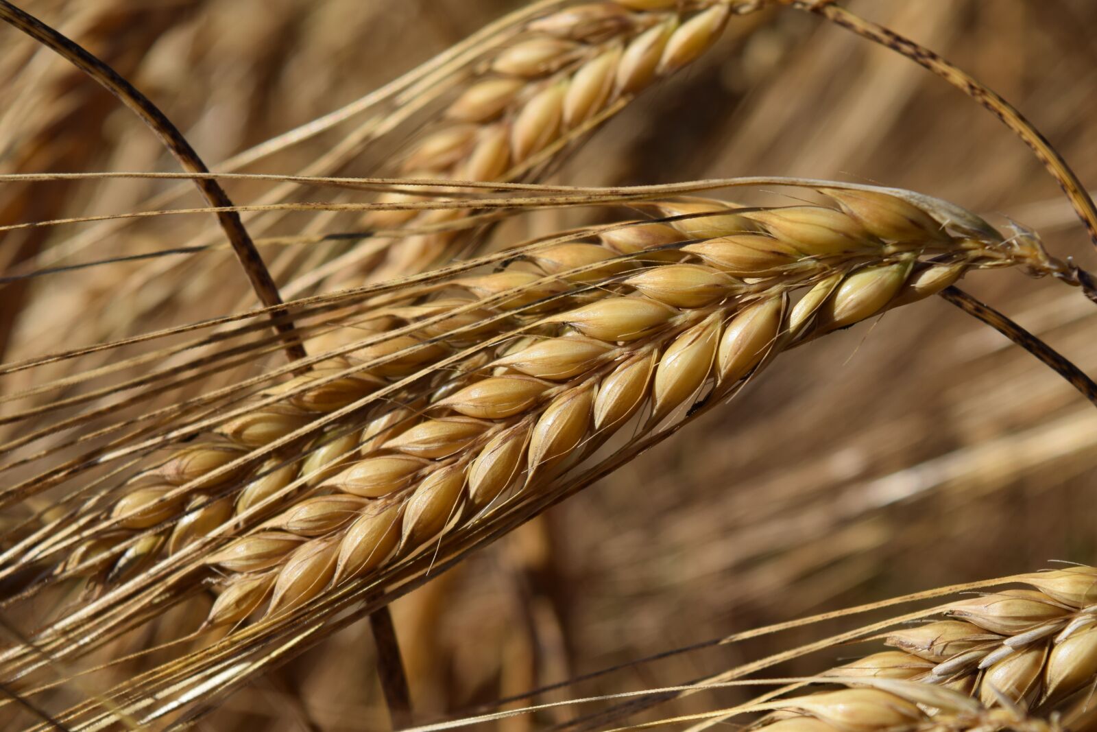 Nikon D3300 sample photo. Barley, cereals, ear photography