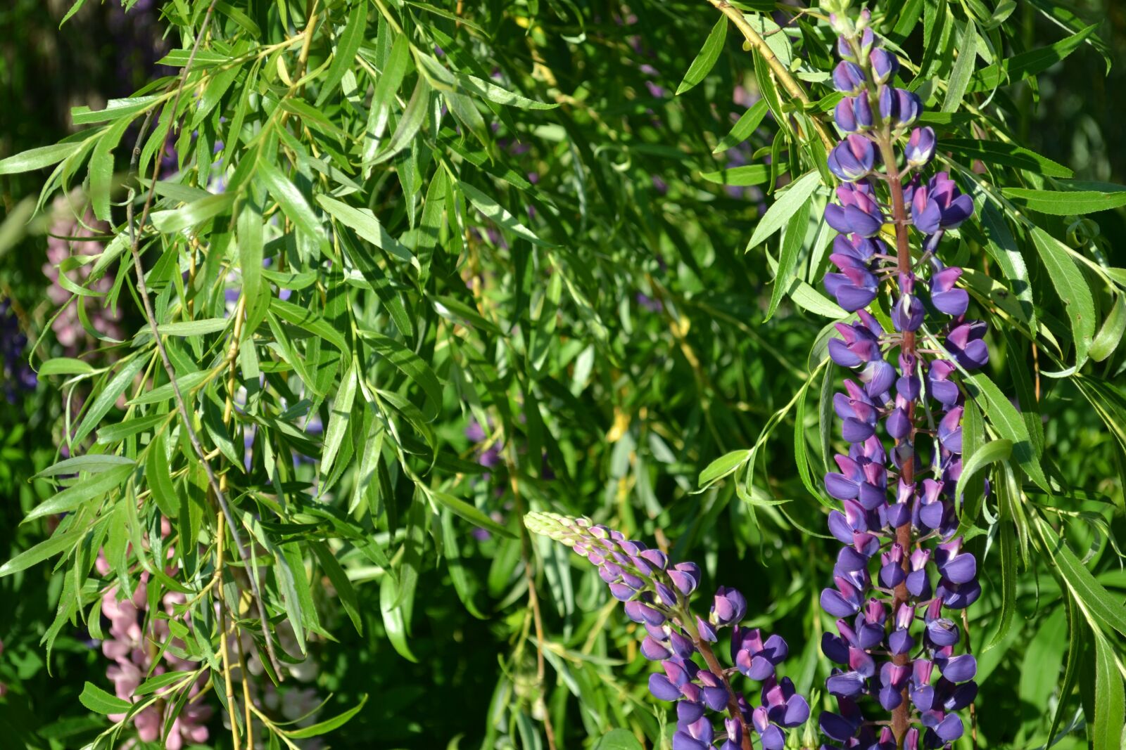 Nikon D3100 sample photo. Flower, summer, nature photography