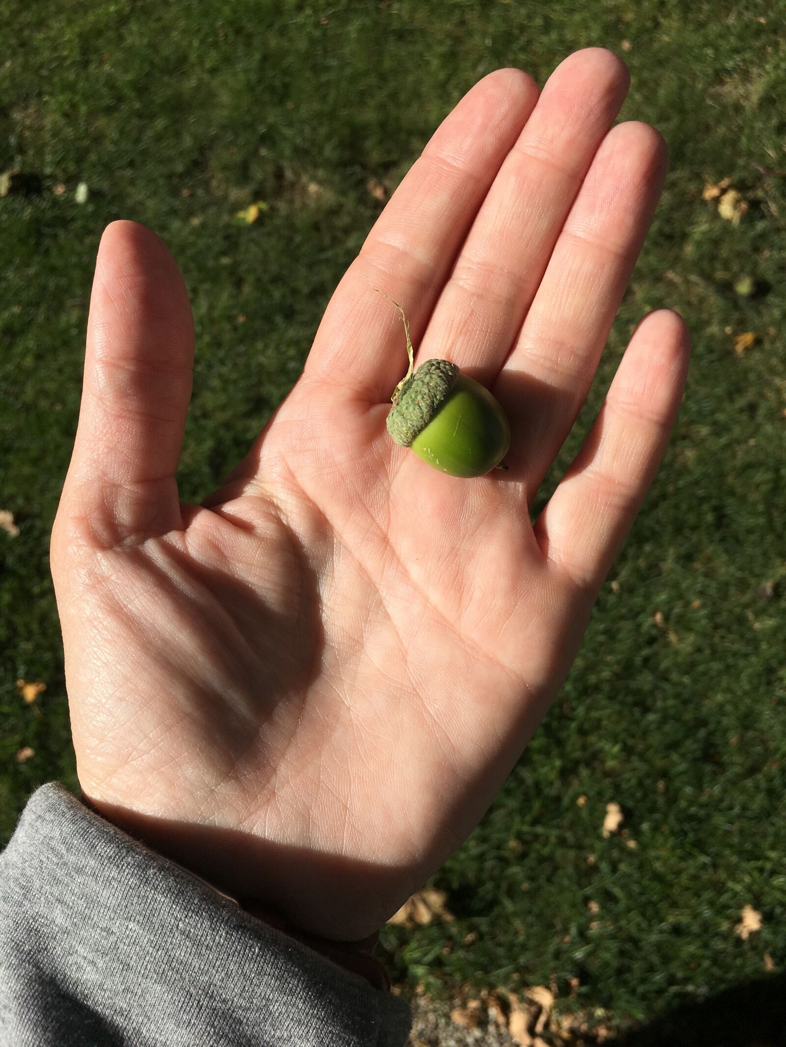 Apple iPhone 6s Plus sample photo. Hand, nut, outdoors photography