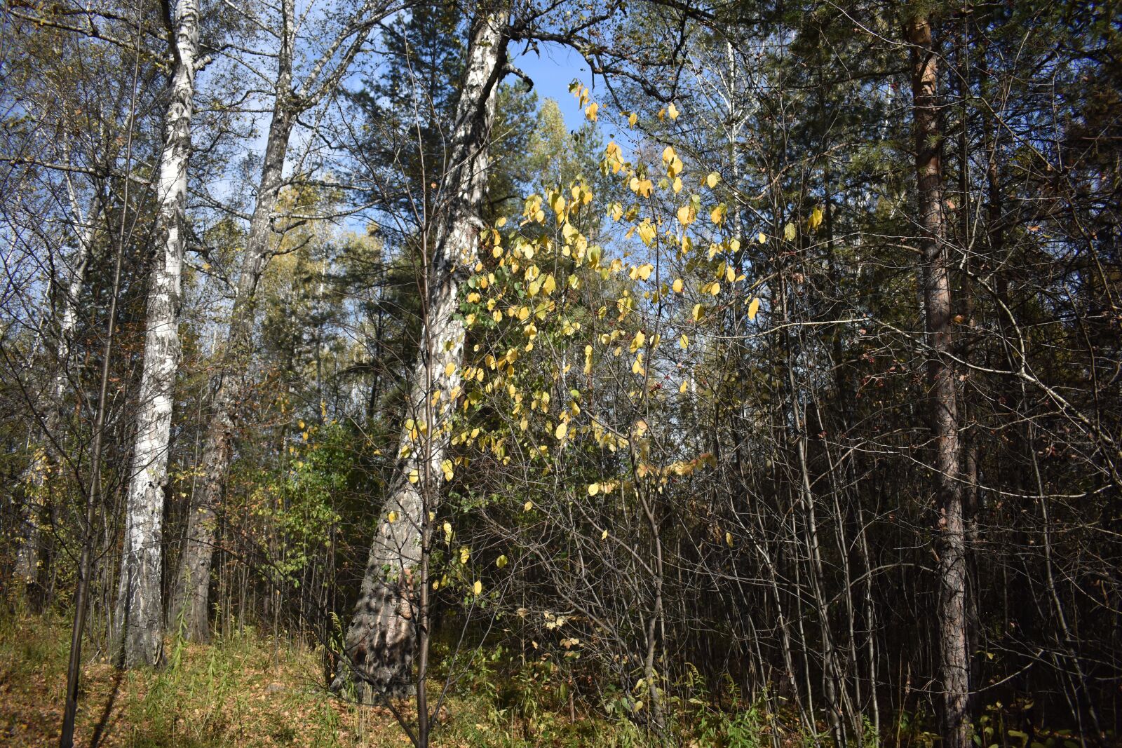 Nikon D3400 sample photo. Forest, autumn, birch photography