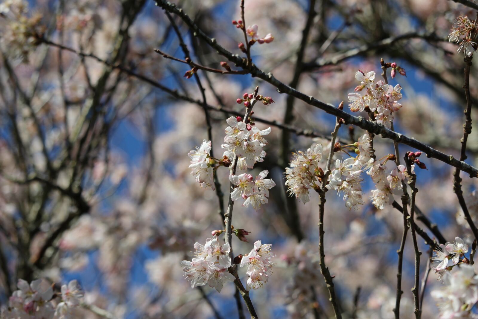 Canon EOS 1200D (EOS Rebel T5 / EOS Kiss X70 / EOS Hi) sample photo. Flower, blue, pink photography