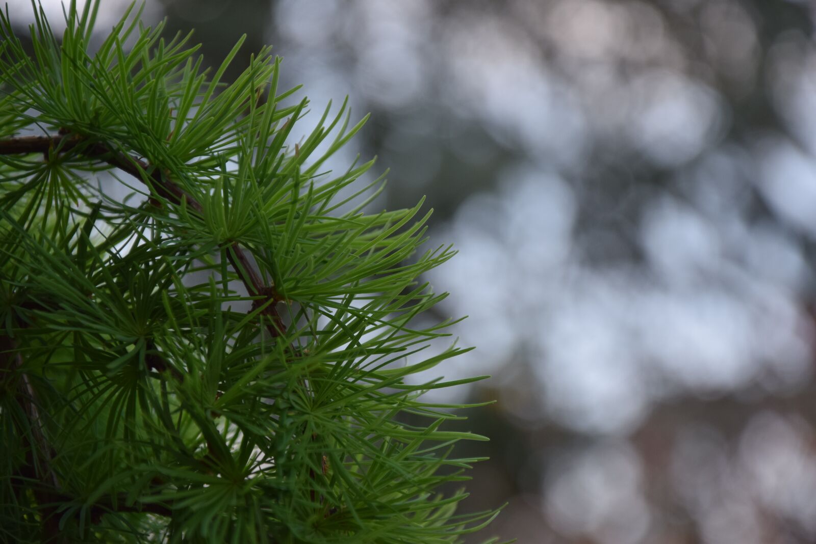 Nikon D5300 sample photo. Nature, spring, plant photography
