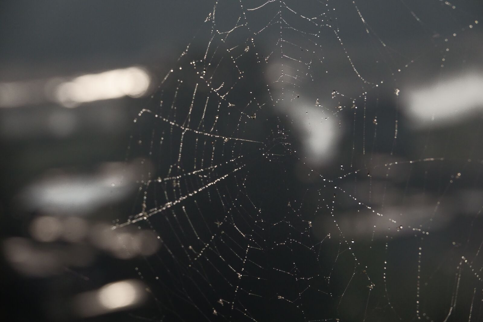 Sony Cyber-shot DSC-RX10 IV sample photo. Spider web, drops, rosa photography