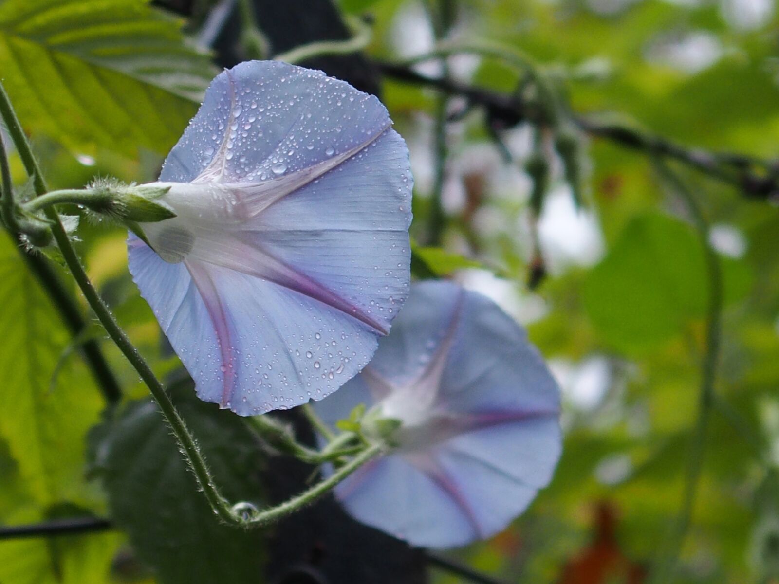 Olympus STYLUS1,1s sample photo. Light blue, flower, wet photography