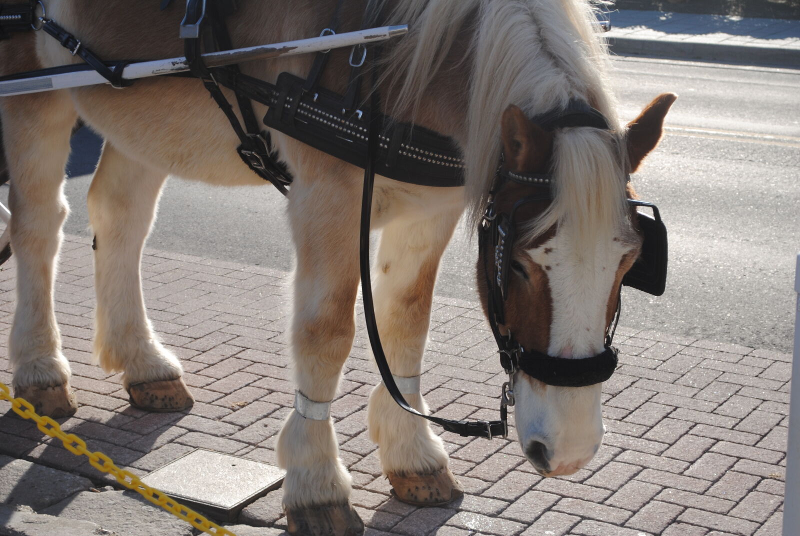 Nikon D3000 sample photo. Horse photography