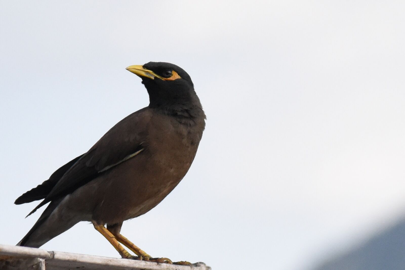 Nikon D810 sample photo. Bird, nature, hills photography