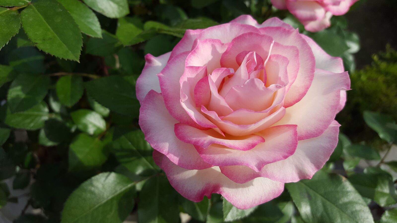 Samsung Galaxy S6 sample photo. Rose, pink, beautiful photography
