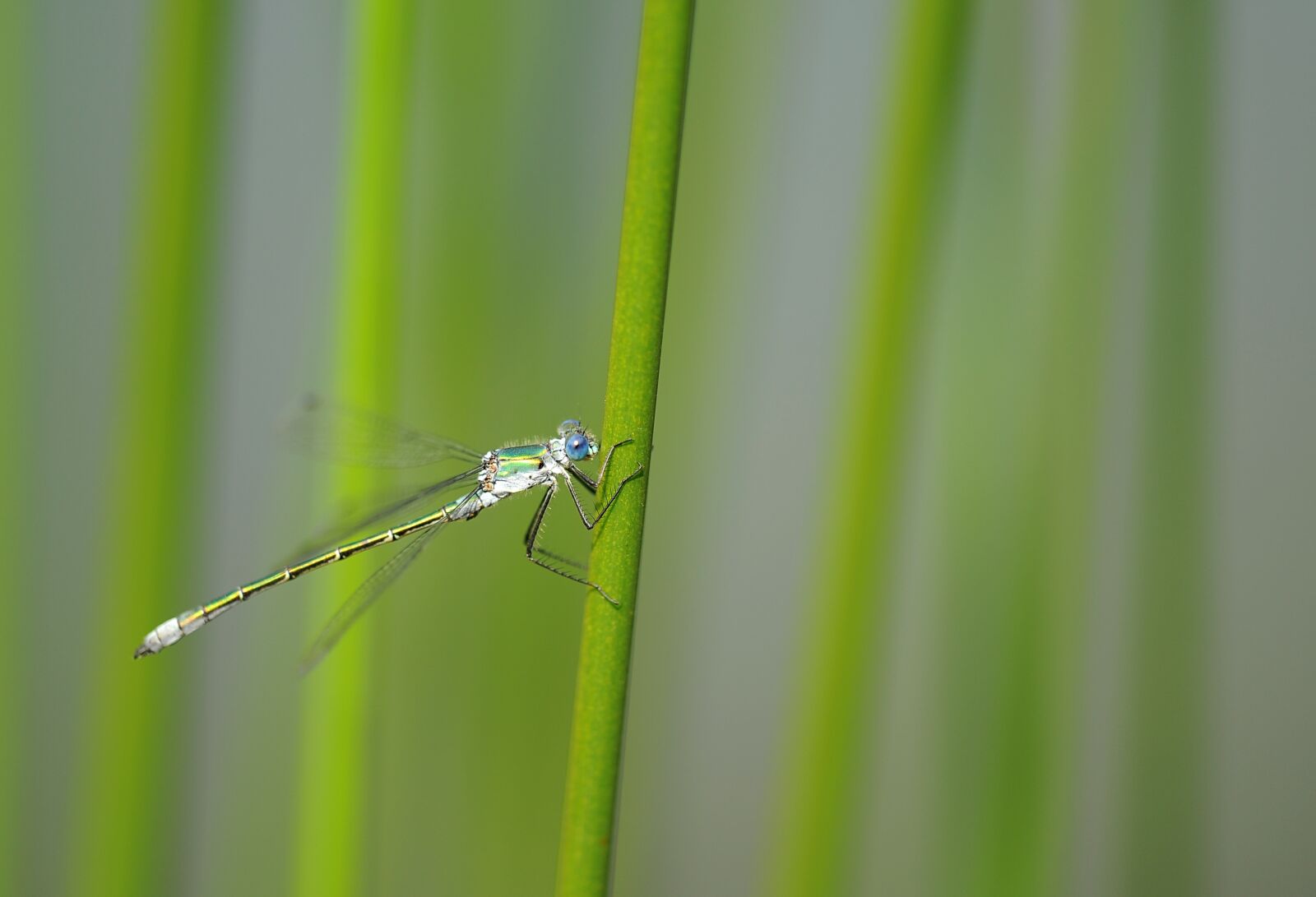 Nikon D3S sample photo. Dragonfly, insect, nature photography