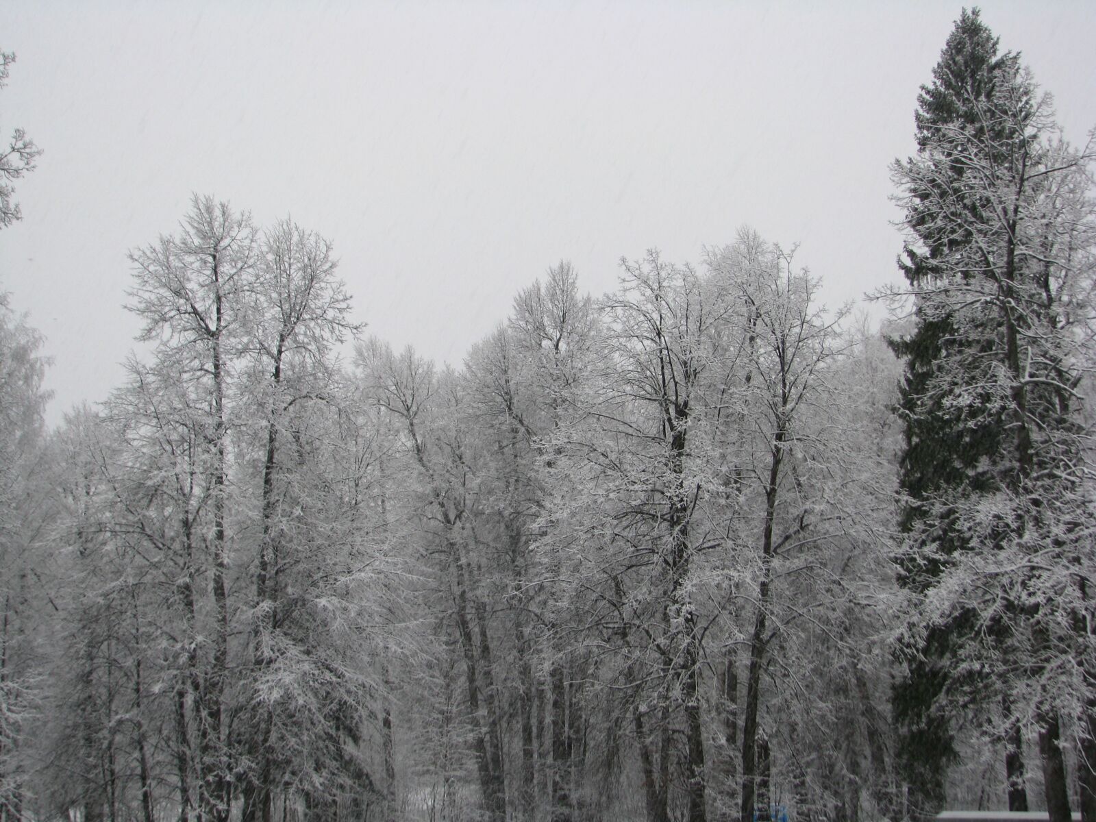 Canon POWERSHOT S5 IS sample photo. The first snow, the photography