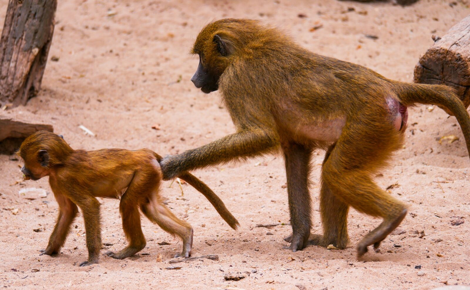 Panasonic DMC-G70 sample photo. Animal, monkey, baboon photography