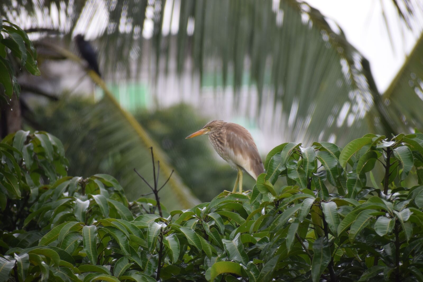 Nikon D5300 sample photo. Animal, tree, nature photography