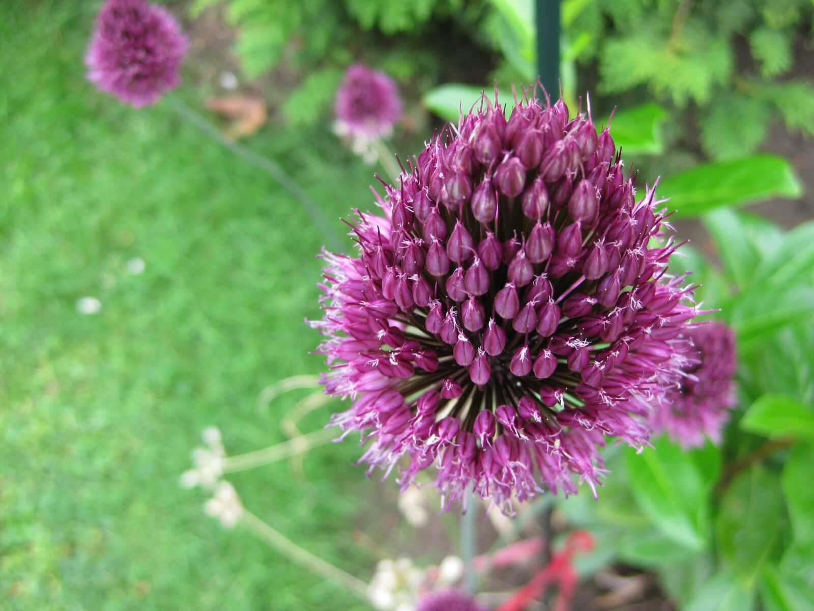 Canon PowerShot SD1100 IS (Digital IXUS 80 IS / IXY Digital 20 IS) sample photo. Leek, blossom, flower photography