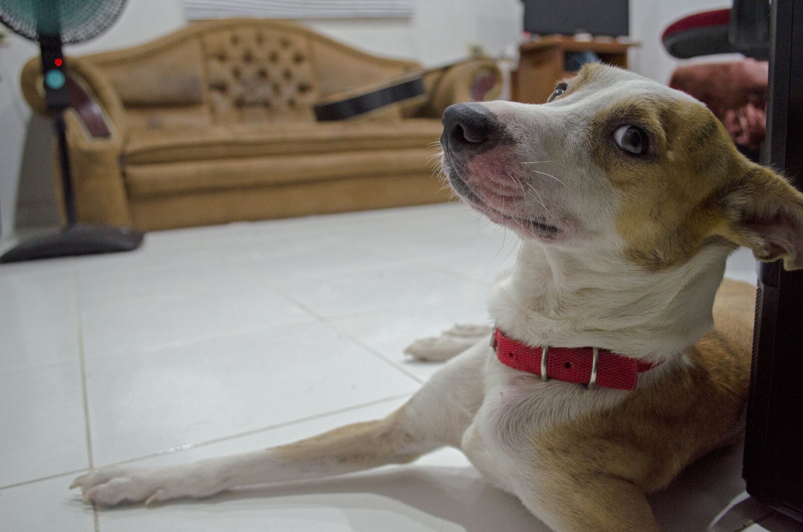 Nikon D5100 sample photo. Dog, faithful friend, pet photography
