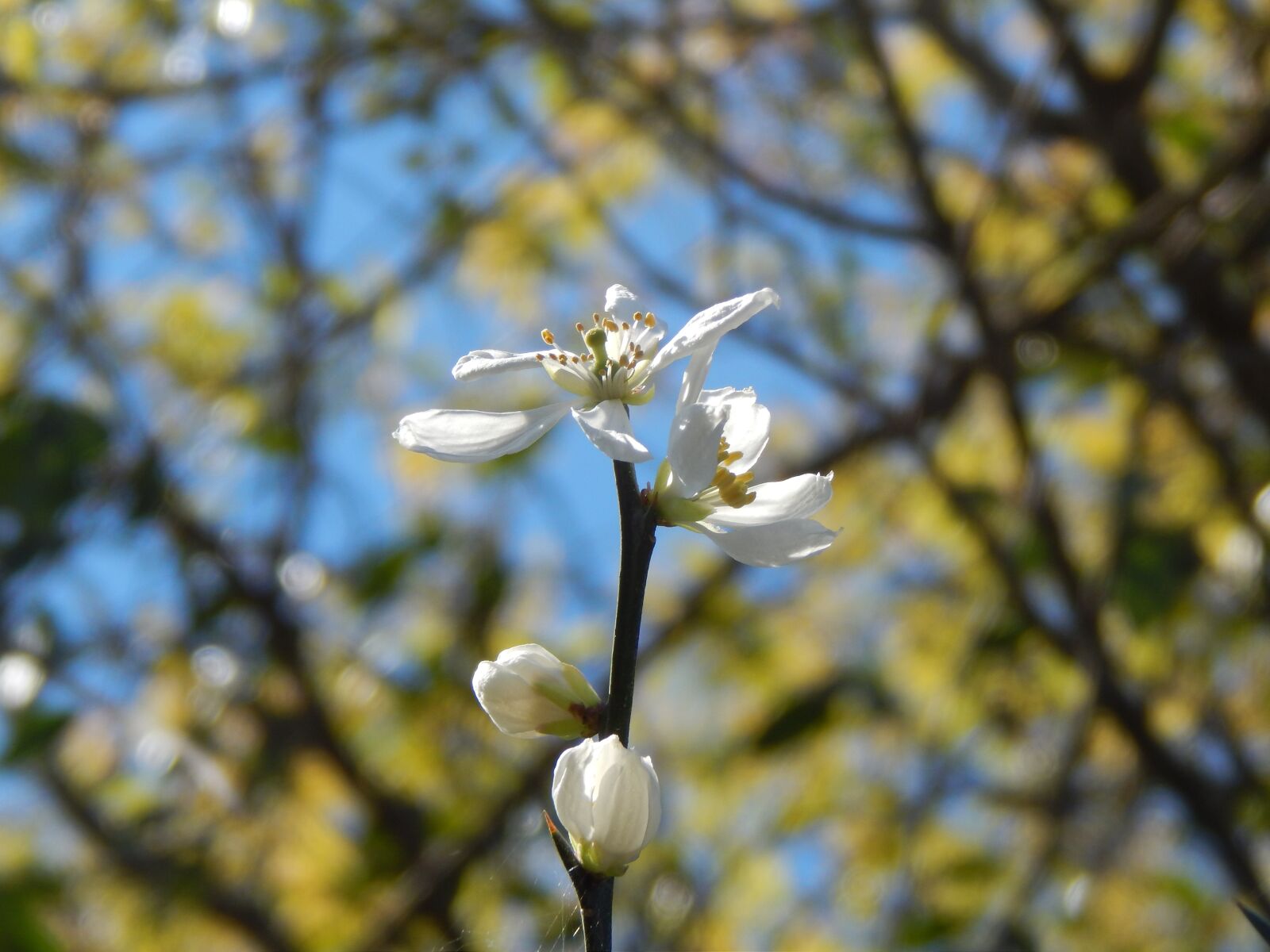 Nikon Coolpix L820 sample photo. Orange blossom, orange blossom photography
