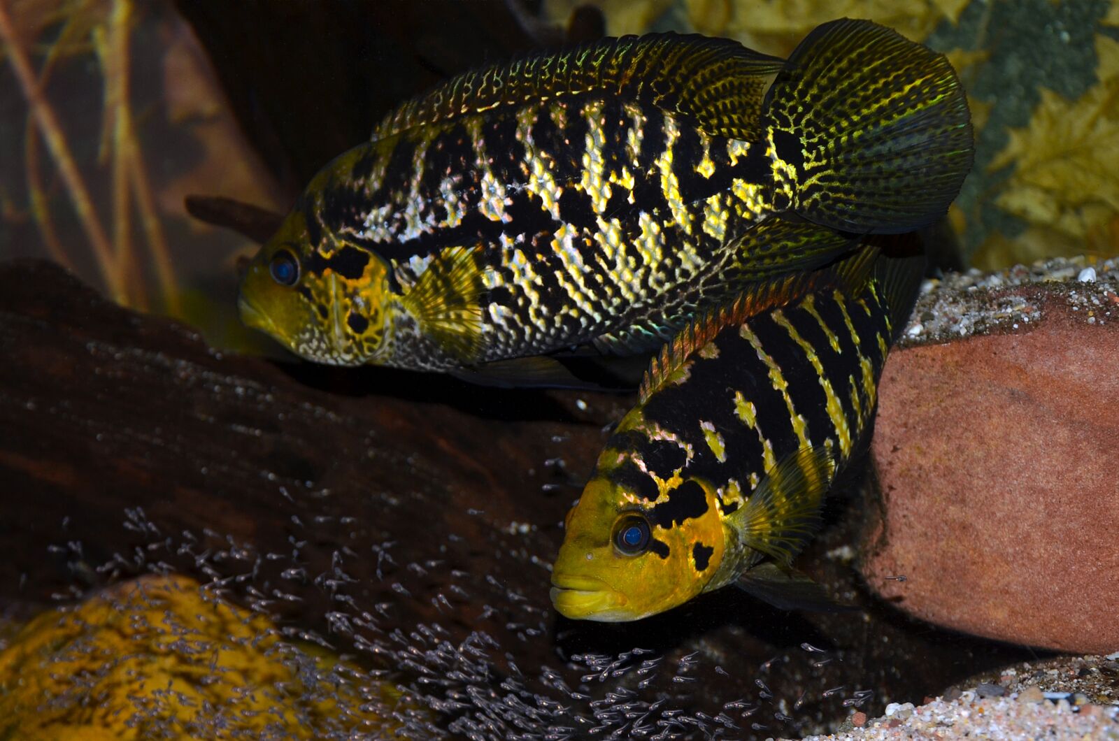 Nikon D5100 sample photo. Para-chromis, la ceiba, guapote photography