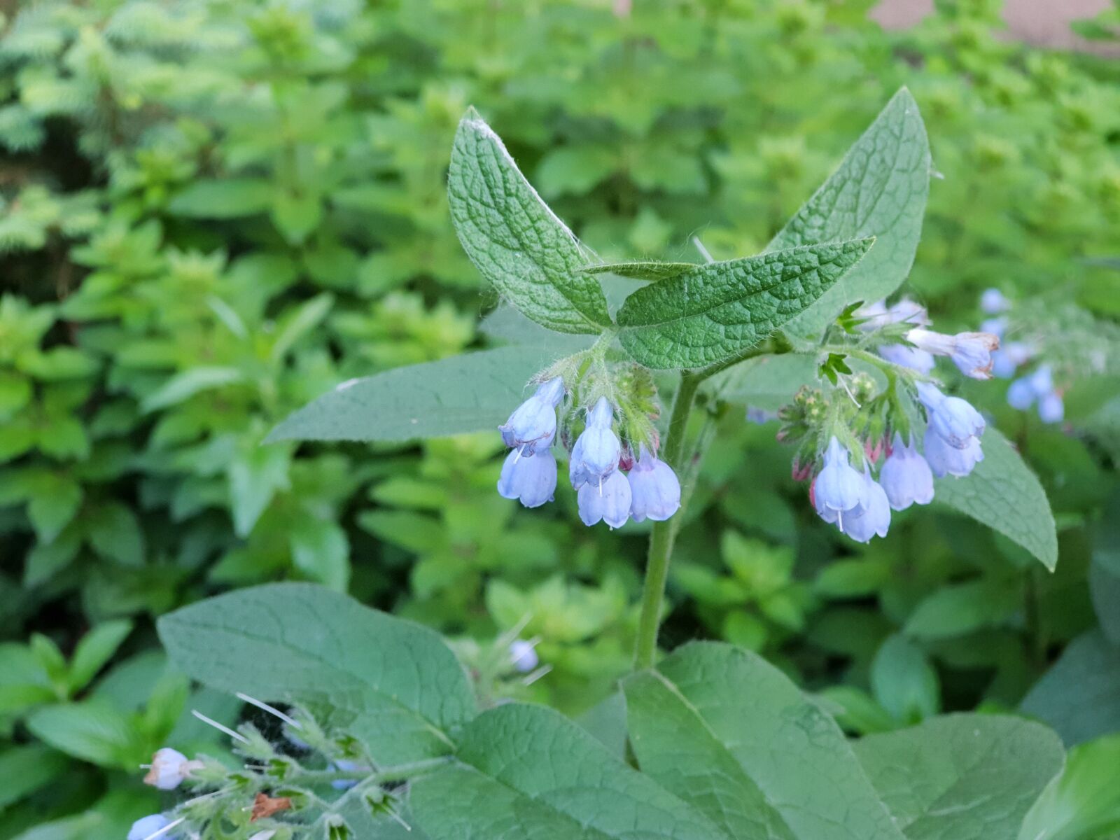 Samsung Galaxy S9+ sample photo. Flowers leaf, nature, plant photography