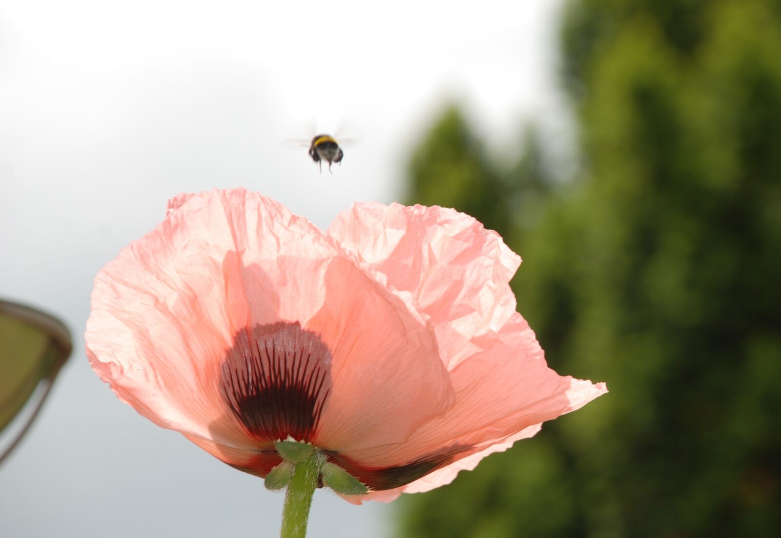 Nikon D80 sample photo. Poppy flower, hummel, departure photography