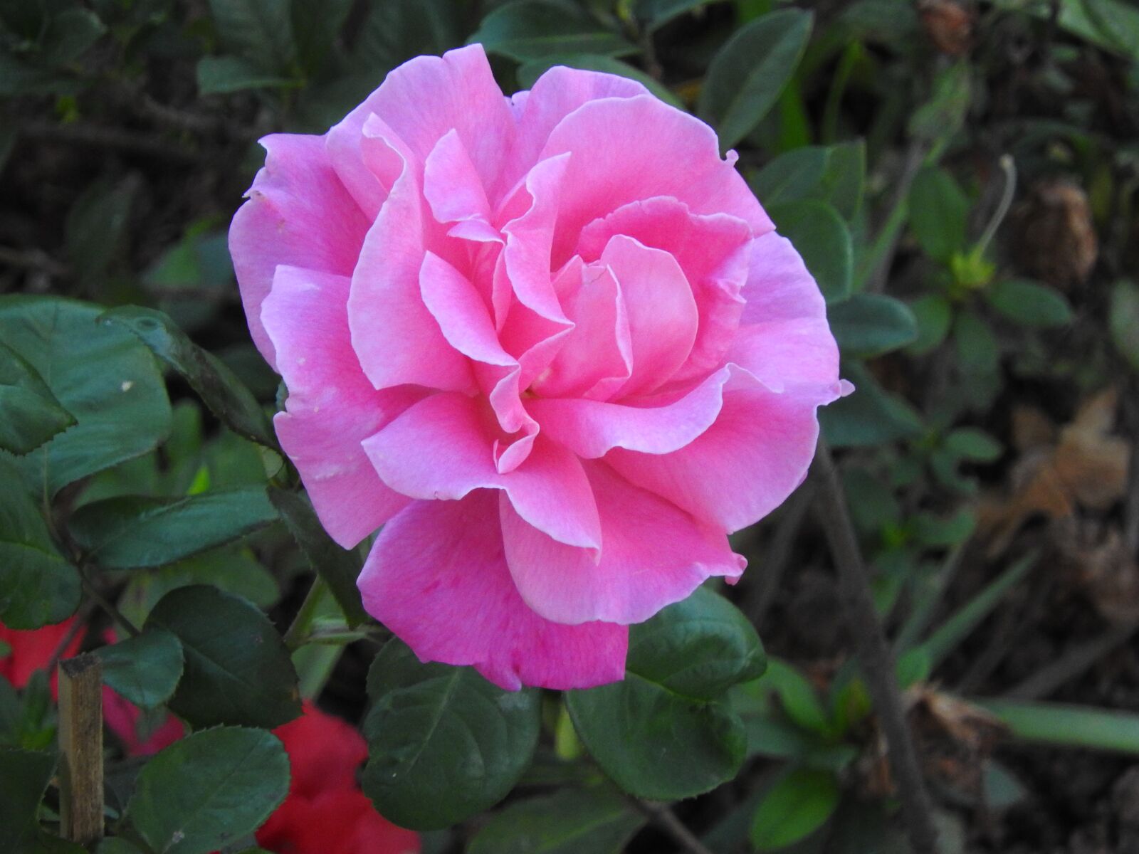 Nikon Coolpix P610 sample photo. Flower, rosa, garden photography