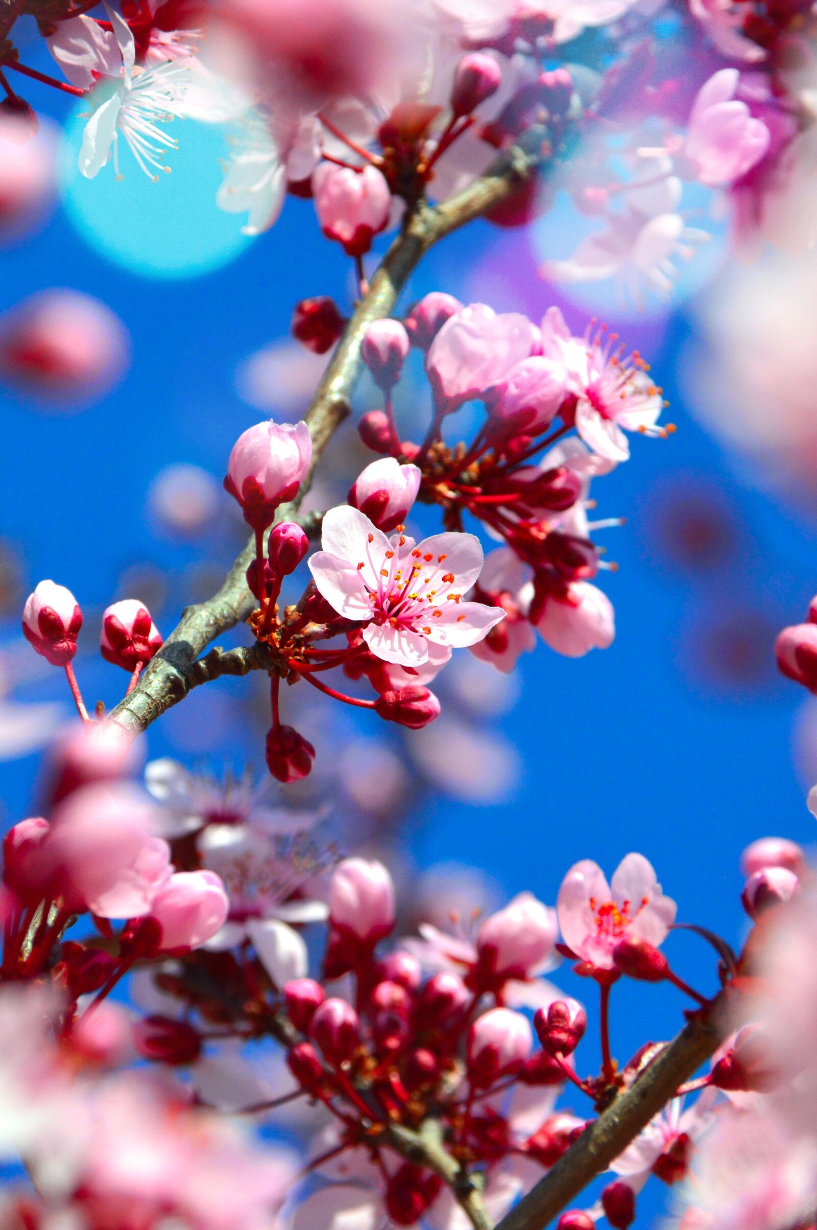 Nikon D3200 sample photo. Flower, nature, branch photography